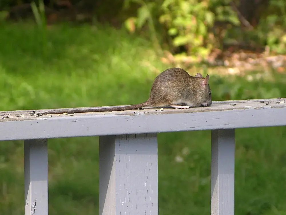 A slender roof rat with a long tail walking along a porch railing, the climbing rat found in San Antonio attics